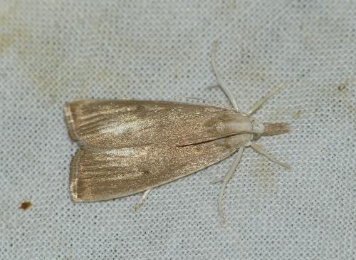 Réf. 195 834 : Calamotropha paludella